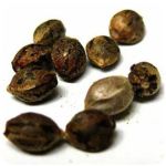 Семена марихуаны АК-47  (Seeds AK-47) в Грязях